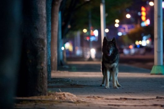 The wolf goes on the prowl on the streets of Seoul