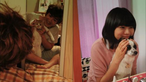 Cats and Dogs (그 강아지 그 고양이)